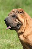 SHAR-PEI 939